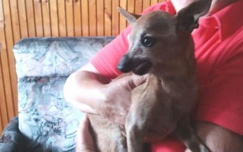 18 éves, félvak kutyát szabadítottak ki a cserépkályha fogságából a tűzoltók