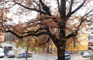 Tavasziasan enyhe idő, fejfájással