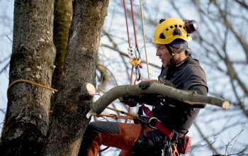 „Kaposvár büszke lehet a fasoraira” – a famentőkkel beszélgettünk - videó