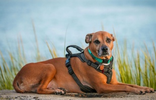 Ebadó a Balatonnál: megosztó döntés készül 2026-ra