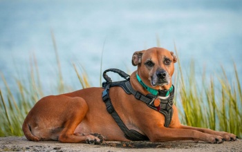 Ebadó a Balatonnál: megosztó döntés készül 2026-ra