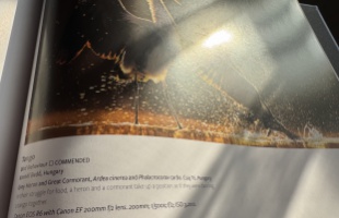 Bedő Kornél fotója az Év Madárfotósa pályázat albumába került