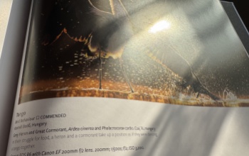 Bedő Kornél fotója az Év Madárfotósa pályázat albumába került