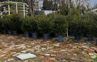 Fenyővásár és nyereményeső – idén még jobban megéri náluk vásárolni