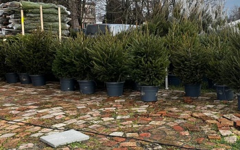 Fenyővásár és nyereményeső – idén még jobban megéri náluk vásárolni