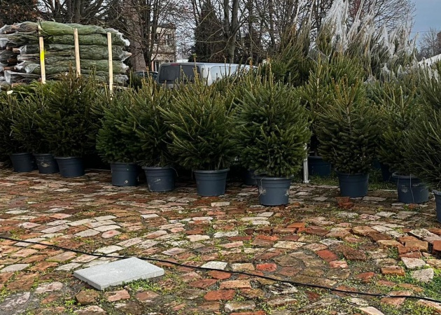 Fenyővásár és nyereményeső – idén még jobban megéri náluk vásárolni