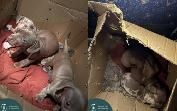 Hét kölyökkutyát találtak a NAV-osok egy bolgár kisbuszban
