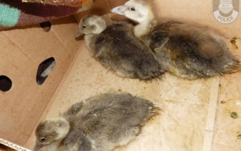 Nyári ludakat lopott a nemzeti park területéről – két órán belül elkapták