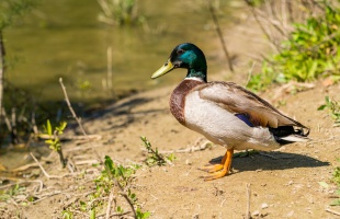 Jelentős kockázatokkal jár a vízimadarak etetése