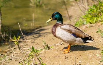 Jelentős kockázatokkal jár a vízimadarak etetése