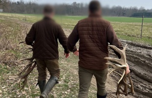 Összefogás az illegális agancsozás ellen – sikeres fellépés Lábod térségében