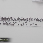 Kacsák a Hársas-Berki víztározó kisgyaláni szakaszán