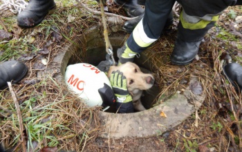 Minden élet számít - ma van az állatok világnapja