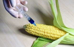 GMO-s termékeket vizsgálnak