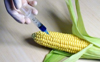 GMO-s termékeket vizsgálnak