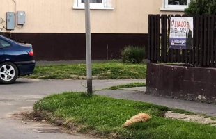 A környék utcakedvence, egy cica lett kutyatámadás áldozata