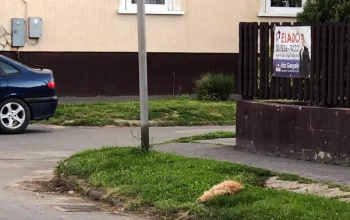 A környék utcakedvence, egy cica lett kutyatámadás áldozata