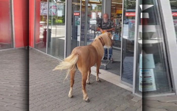 Benézett egy póni a SPARBA - videó