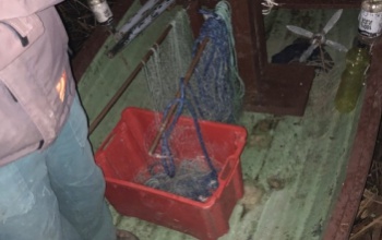 Orvhalászt fogtak a Balatonon