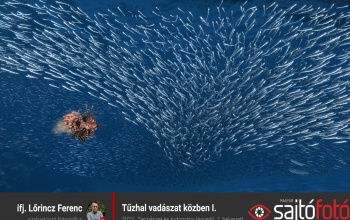 Idén is díjazták Lőrincz Ferenc fotóját