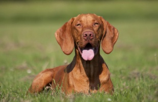 Jövőre ingyenes lesz a magyar kutyafajták törzskönyvezése