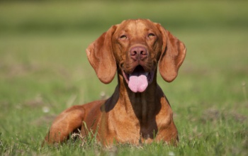 Jövőre ingyenes lesz a magyar kutyafajták törzskönyvezése