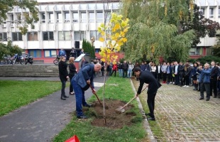 Vandalizmus: kidöntötték a gépészesek nemrég ültetett fáját