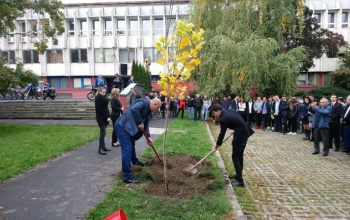 Vandalizmus: kidöntötték a gépészesek nemrég ültetett fáját