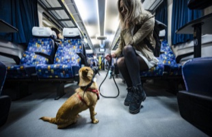 Kisebb testű kutyákkal egyszerűbbé vált az utazás az InterCity-ken