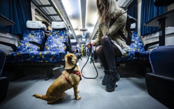Kisebb testű kutyákkal egyszerűbbé vált az utazás az InterCity-ken