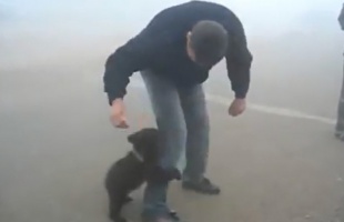 A legaranyosabb medvetámadás