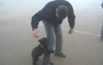 A legaranyosabb medvetámadás