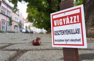 Vigyázzon, hullanak a gesztenyék!