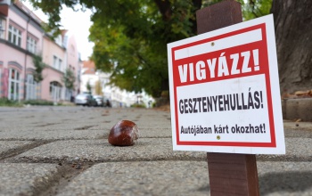 Vigyázzon, hullanak a gesztenyék!
