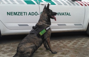 Újra négylábú munkatársakat keres a NAV