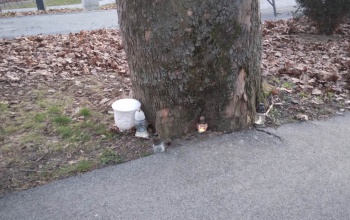 Rejtély: urnát rakott valaki egy fához a Színház parkban - fotók