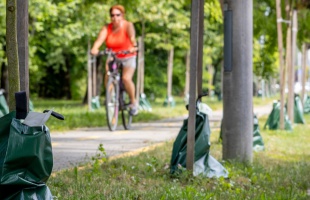 Locsolással és öntözőzsákokkal óvják a fiatal fákat Kaposváron