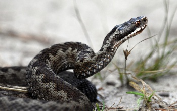 Nagy siker: már ötezer fokozottan védett rákosi vipera jött világra a fajmentő programban