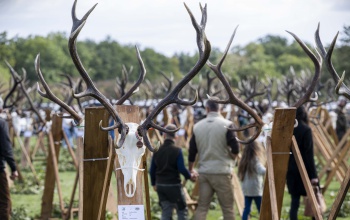 A világ élvonalában a magyar vadgazdálkodás