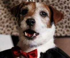 Uggie a Fehér Házat is meghódítja