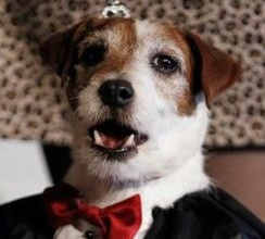 Uggie a Fehér Házat is meghódítja