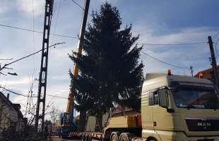 A Gárdonyi utcából érkezik idén Kaposvár karácsonyfája