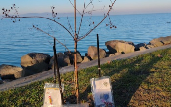 Kiásták a Balaton fáját