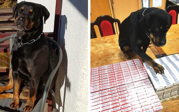 Csúcsformában Boo, a kábítószer- és cigarettakereső kutya