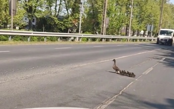 Videón a balatonboglári kacsacsalád, ahogy átmegy az úttesten