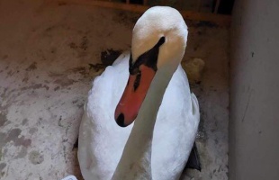 Csontig hatolóan belevágott a damil egy siófoki hattyú lábába