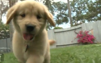 Így rázzák magukat a kutyák a Happyre!