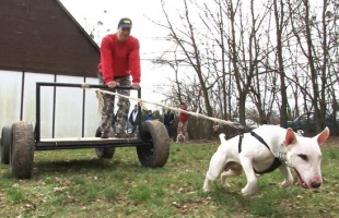 Testének százszorosát is elhúzza egy bull-típusú terrier