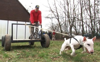 Testének százszorosát is elhúzza egy bull-típusú terrier