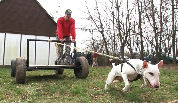 Testének százszorosát is elhúzza egy bull-típusú terrier